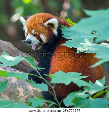 Red panda bear sticking out tongue