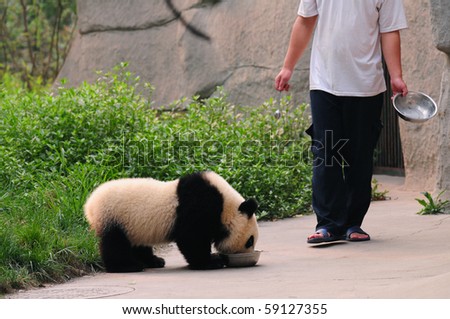 Feeding a panda bear