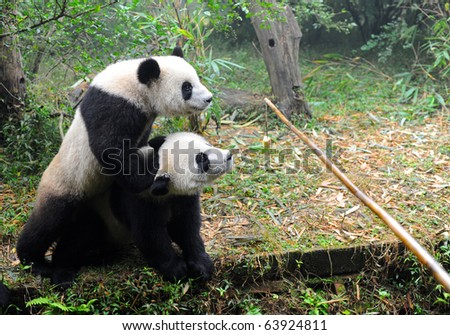 Giant panda bears fighting for food