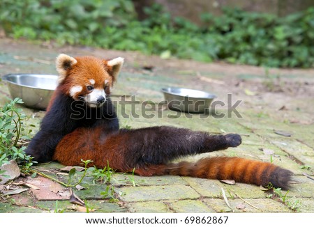 Red panda bear doing exercise