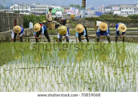 DALI - MAY 22: Chinese farmers work hard on the rice field on May 22, 2010 in Dali, China. For many farmers rice is the main source of income and people have to work hard for this.