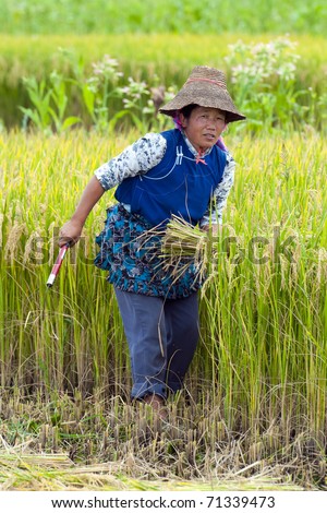 DALI - MAY 22: Chinese farmer working hard on rice field on May 22, 2010 in Dali, China. For many farmers rice is the main source of income and people have to work hard for this.