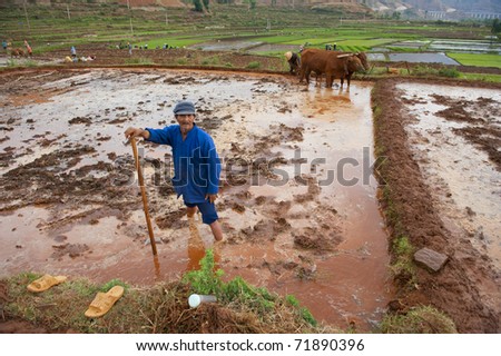 DALI, CHINA- MAY 22: Chinese farmer works hard on rice field on May 22, 2010 in Dali, China. For many farmers rice is the main source of income (around $800 annual).