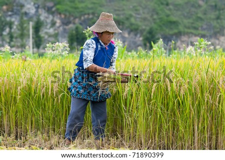 DALI, CHINA - MAY 22: Chinese farmer works hard on rice field on May 22, 2010 in Dali, China. For many farmers rice is the main source of income (around $800 annual).