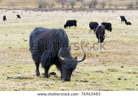 Yaks grazing on the land