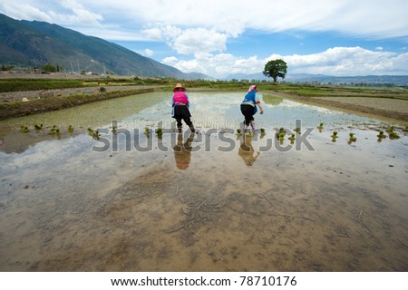 DALI, CHINA - MAY 25: Unidentified Chinese farmers work hard on rice field on May 25, 2011 in Dali, China. For many farmers rice is the main source of income (around $800 annual).