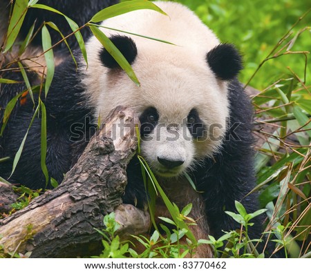 Giant panda bear hunting in nature
