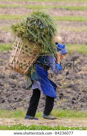 DALI, CHINA - MAY 22: Chinese farmer works in a rice field on May 22, 2010 in Dali, China. For many farmers rice is the main source of income (around $800 annual).