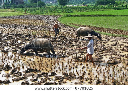 YANGSHUO, CHINA - MAY 12: Unidentified Chinese farmers works hard on rice field on May 12, 2011 in Dali, China. For many farmers rice is the main source of income (around $800 annual).