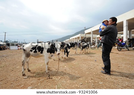 DALI, CHINA - MAY 22: Chinese farmer sells cows on the market on May 22, 2010 in Dali, China. Many farmers depend on selling their products here and only make around $800 a year.