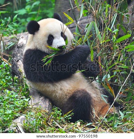 Hungry Giant Panda Bear Eating Bamboo Stock Photo 97550198 : Shutterstock