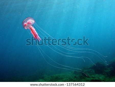 Pelagia noctiluca jellyfish in Canary islands, Spain.
