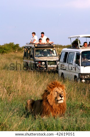 MASAI MARA - JUNE 22: Picture of some tourists in a car looking a lion during a typical day of a safari on June 22, 2007 in Masai Mara, Kenya.