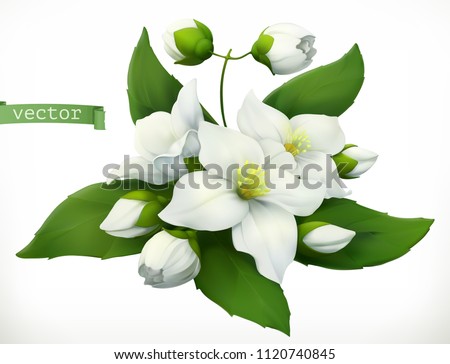 Jasmine 3d