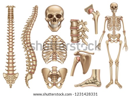 Human skeleton structure. Skull, spine, rib cage, pelvis, joints. Anatomy and medicine, 3d vector icon set Foto d'archivio © 