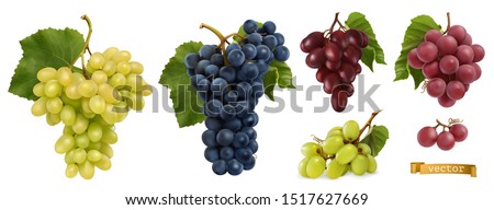 Wine grapes, table grapes. Fresh fruit. Miscellaneous 3d realistic vector objects. Food icon set 商業照片 © 