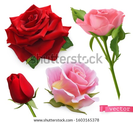 Red and pink roses. 3d realistic vector set