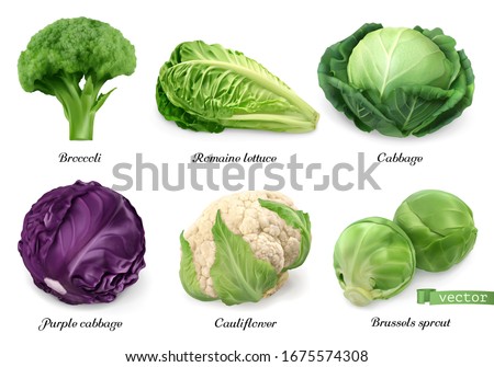 Cabbages and lettuce, leaf vegetables realistic food objects. Broccoli, romaine lettuce, green and purple cabbages, cauliflower, brussels sprout. 3d vector icon set
