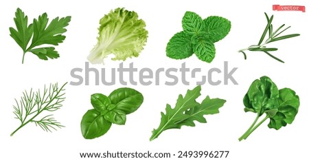 Vegetables, kitchen herb garden, 3d realistic vector set. Cilantro, lettuce, mint, rosemary, dill, basil, arugula, spinach