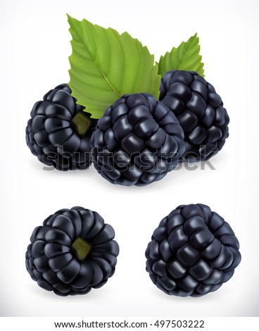 Blackberry. Sweet fruit. Forest berry. 3d vector icons set. Realistic illustration