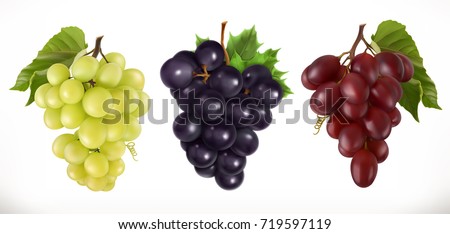 Red and white table grapes, wine grapes. Fresh fruit, 3d vector icon set 商業照片 © 