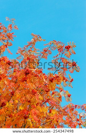 Red rowan leaves and berries against the blue sky