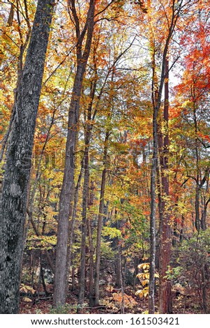 A colorful November for fall foilage, not usually seen so vibrant at Kings Mountain State Park in South Carolina.