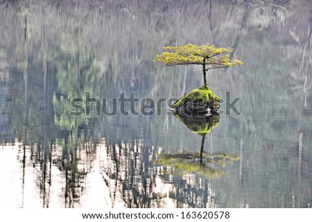 A small shrub tree grows against the odds setting roots up alone in the middle of a lake on a small outcropped rock with only it\'s reflection for company.