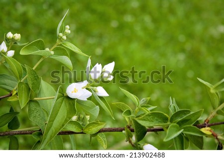 beautiful branch white jasmine flower on a green background