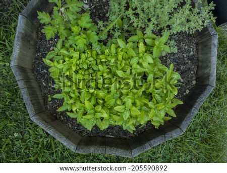 A wooden planter with fresh basil, parsley and oregano.