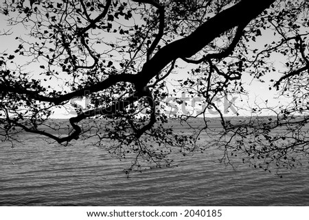 Gnarled branches of tree in autumn reach out over the river; black and white