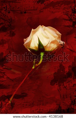 White rose on red and black grunge background