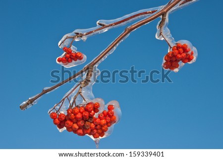 Bunches of rowan berries in the ice