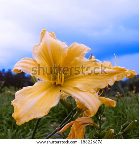 Elegant flower of a yellow-orange daylily closeup. To a photo color toning is applied