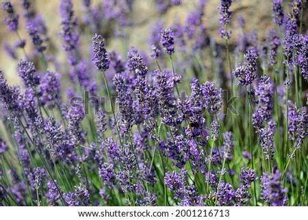 Similar – Image, Stock Photo #A# Lavender in garden II