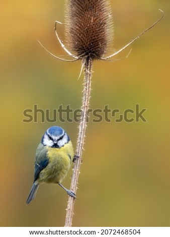 Adult Blue tit (Cyanistes caeruleus) perched on Teasel against diffused autumnal background Foto d'archivio © 