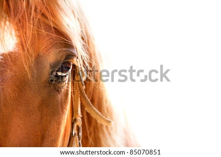 Similar – Image, Stock Photo Eye of brown horse detail