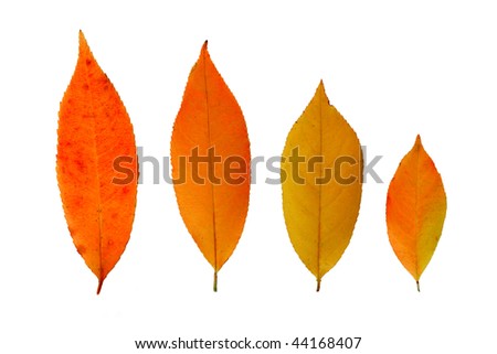 Four autumn, fall  leaves  isolated on white