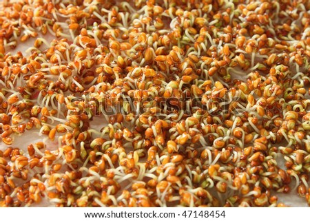 A lot of germinating  seeds close up.