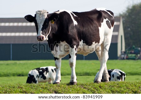 Black and white cow in a field