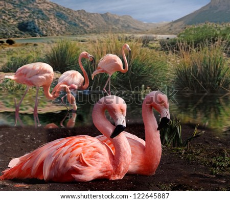 Flamingos congregate in shallow areas of lakes in tropical and sub tropical areas.