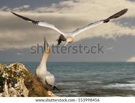 A male Northern Gannet returns to its mate, ready to take over looking after their egg.