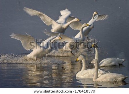These Whooper Swans have flown from Iceland to spend the winter at Martin Mere in Lancashire, England.