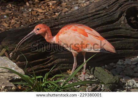 The Scarlet Ibis are wading birds of the Heron family and are native to South America.
