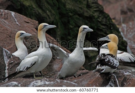 Young immature Northern Gannets gather together on Bass Rock, an island off the coast of Scotland.