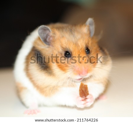 Hamster eating raisin