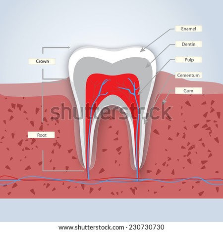 Tooth Anatomy Infographics In Detail With Enamel,Dentin,Pulp, Gum And ...