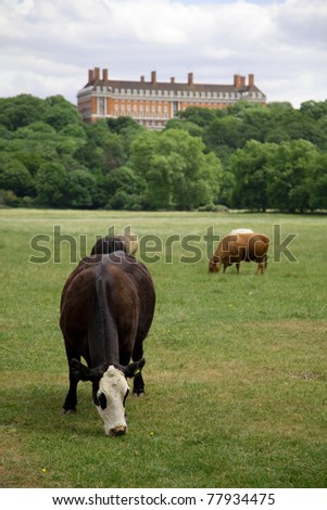 Cows grazing on pasture close to a large brick building.