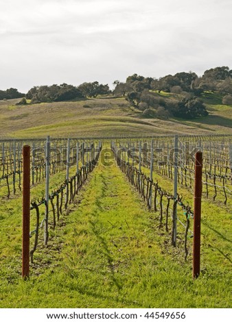 Vineyard after winter pruning with hills in the background