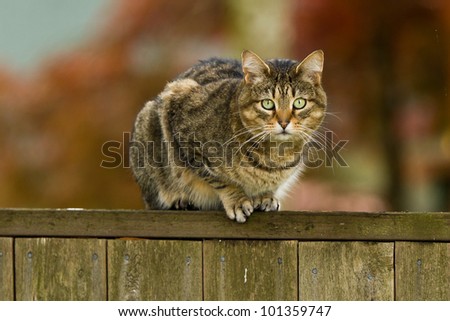 Cat on a fence. Neighbors cat is staring at photographer.